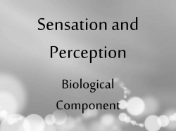 Sensation and Perception