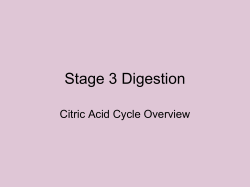 18.4 Stage 2 Digestion of Carbs