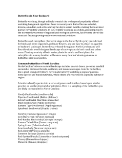 Butterflies in Your Backyard