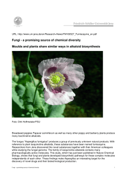 Fungi - a promising source of chemical diversity Moulds and plants