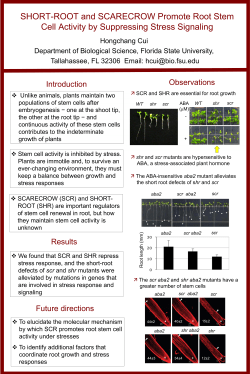 SHORT-ROOT and SCARECROW Promote Root Stem Cell Activity
