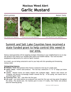 Dyers* Woad Fact Sheet