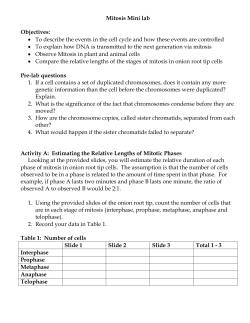 Mitosis Mini lab Objectives