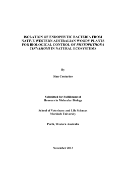 isolation of endophytic bacteria from native western australian