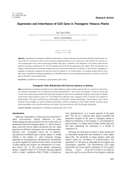 Expression and Inheritance of GUS Gene in Transgenic Tobacco