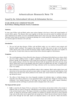 Scab or Black canker of willow