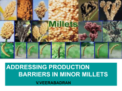 Addressing Production Barriers in Minor Millets