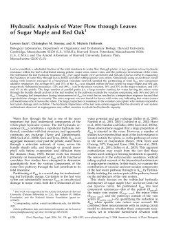 Hydraulic Analysis of Water Flow through Leaves of