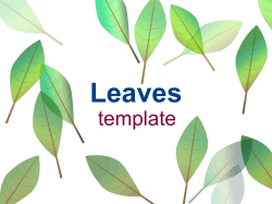 Leaves