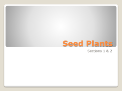 Seed Plants