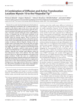 A Combination of Diffusion and Active Translocation Localizes