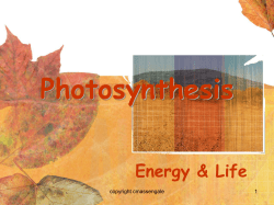Photosynthesis - mleonessciencepage