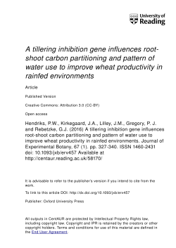 A tillering inhibition gene influences root