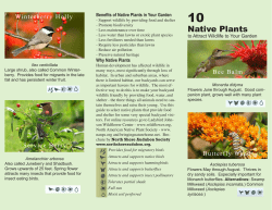 10 Native Plants - North Shore Audubon Society