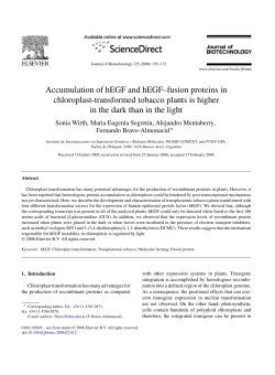 Accumulation of hEGF and hEGF&ndash;fusion proteins in chloroplast