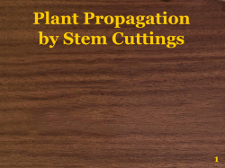 Propagation of Plants by Cuttings