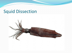 Squid Dissection Powerpoint