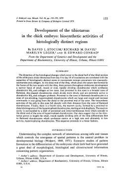 Development of the tibiotarsus in the chick embryo: biosynthetic
