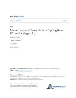 Microstructure of Nunas: Andean Popping Beans