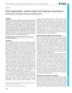 Plant regeneration - Development