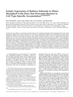 Ectopic Expression of Rubisco Subunits in Maize Mesophyll Cells