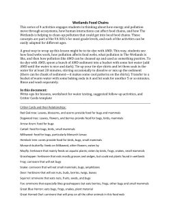 Wetlands Food Chains