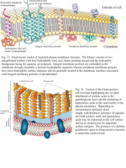 Outside of cell Cytoplasm
