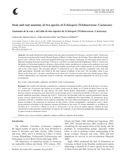 Stem and root anatomy of two species of Echinopsis (Trichocereeae