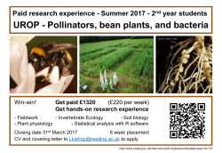 UROP - Pollinators, bean plants, and bacteria