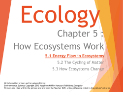 Energy Flow in Ecosystems