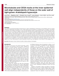 Microtubules and CESA tracks at the inner epidermal wall align