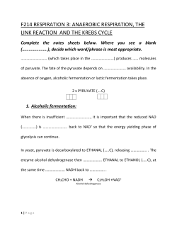 anaerobic respiration, link reaction and Krebs cycle