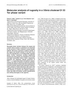 Molecular analysis of rugosity in a Vibrio cholerae O1 El Tor phase