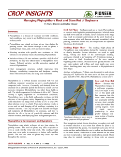 Managing Phytophthora Root and Stem Rot of Soybeans