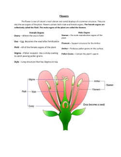 Flowers - sci9sage-wmci