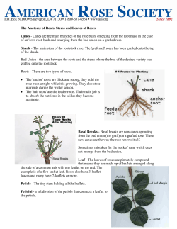 The Anatomy of Roots, Stems and Leaves of Roses Canes