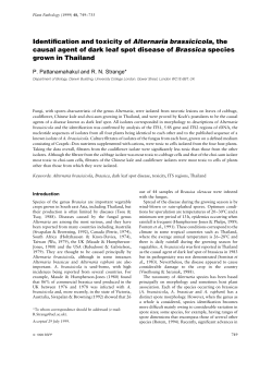 Identification and toxicity of Alternaria brassicicola, the causal agent