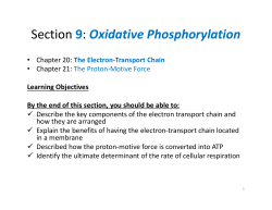 Section 9: Oxidative Phosphorylation