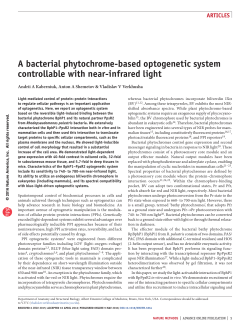 A bacterial phytochrome-based optogenetic system controllable with