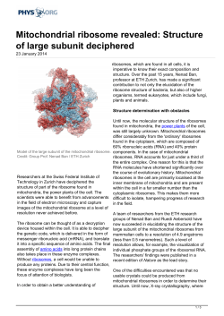 Mitochondrial ribosome revealed: Structure of large subunit