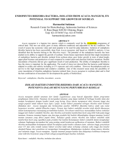 ENDOPHYTES RHIZOBIA BACTERIA, ISOLATED FROM ACACIA