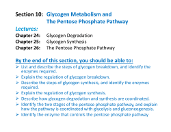 Section 10: Glycogen Metabolism and The Pentose