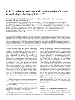 Cold Transiently Activates Calcium