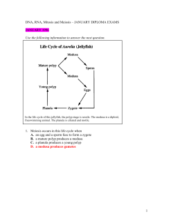 DNA, RNA, Mitosis and Meiosis &ndash; JANUARY DIPLOMA EXAMS