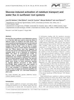 Glucose-induced activation of rubidium transport and water