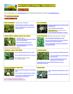 Fruit - The Wild Foodies of Philly