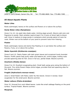 All About Aquatic Plants - Greenhouse Garden Center
