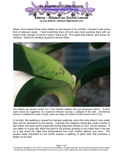 Edema - Blisters on Orchid Leaves