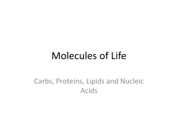 Molecules of Life