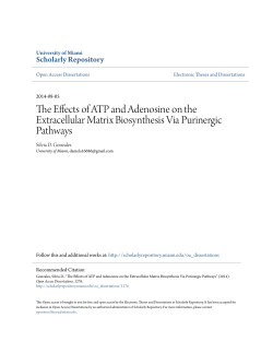 The Effects of ATP and Adenosine on the Extracellular Matrix